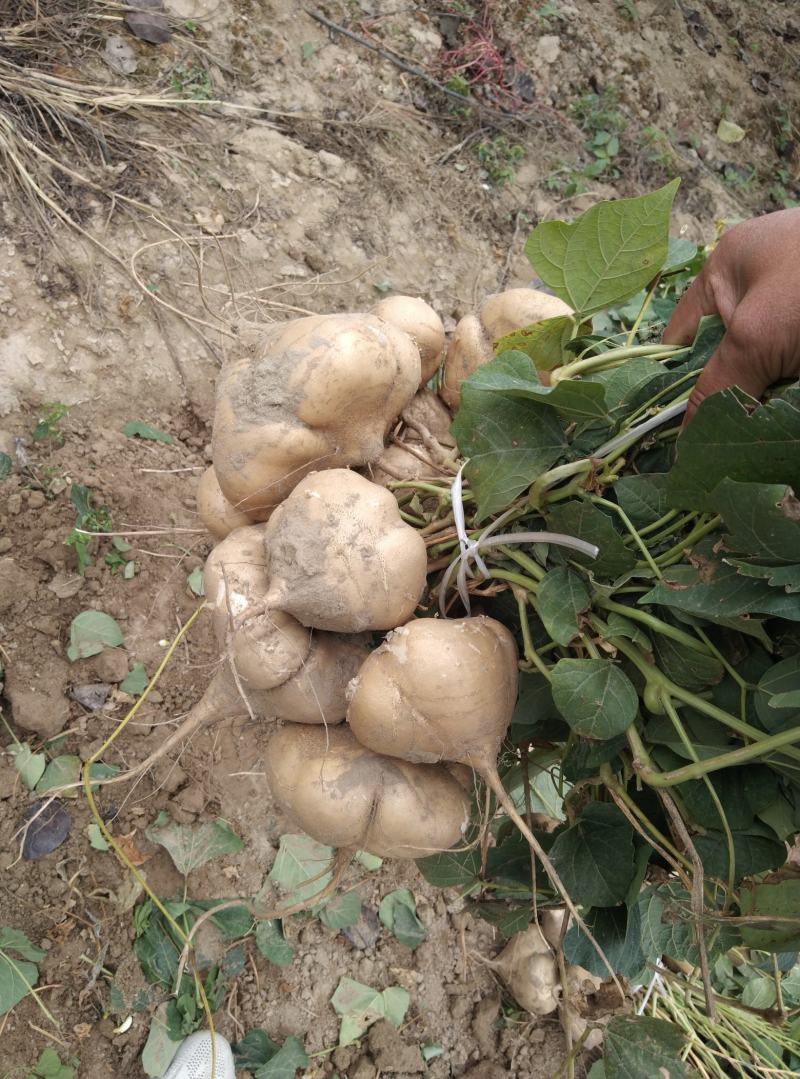 湖北沙土地种植地瓜又嫩又甜水分足大量供应中