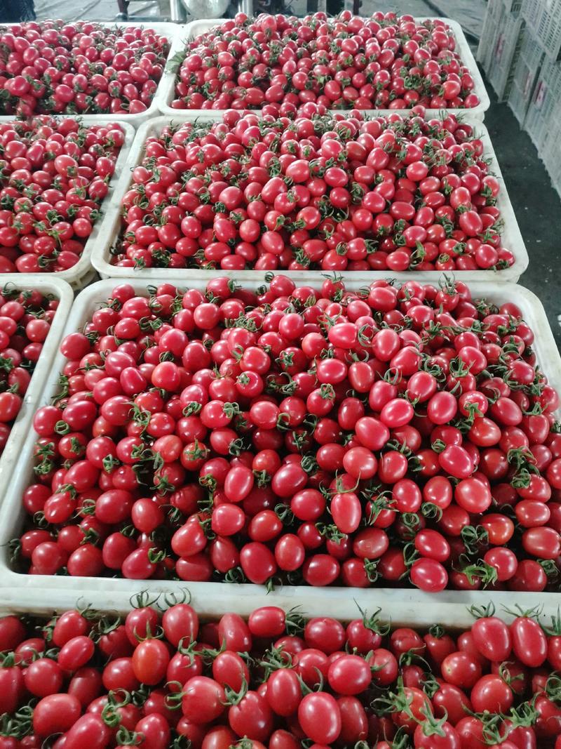 山东莘县小番茄千禧圣女果对接批发市场全国发货