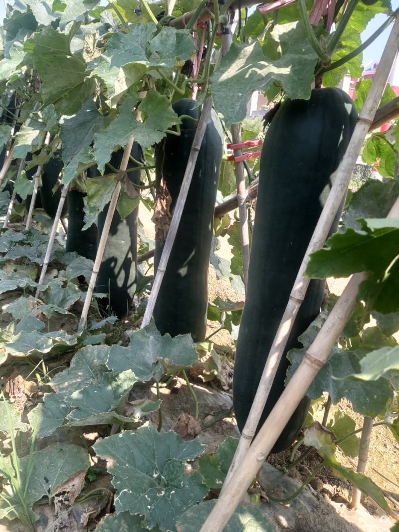 罗汉果丶黑皮东瓜