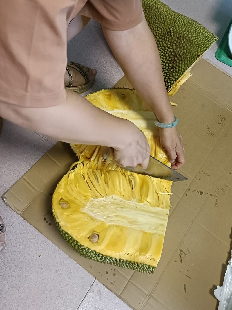 屏边鑫隆菠萝蜜基地，精品，马1，马来西亚1号，马来一号