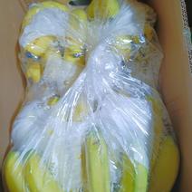 广东广西云南香蕉，常年供应