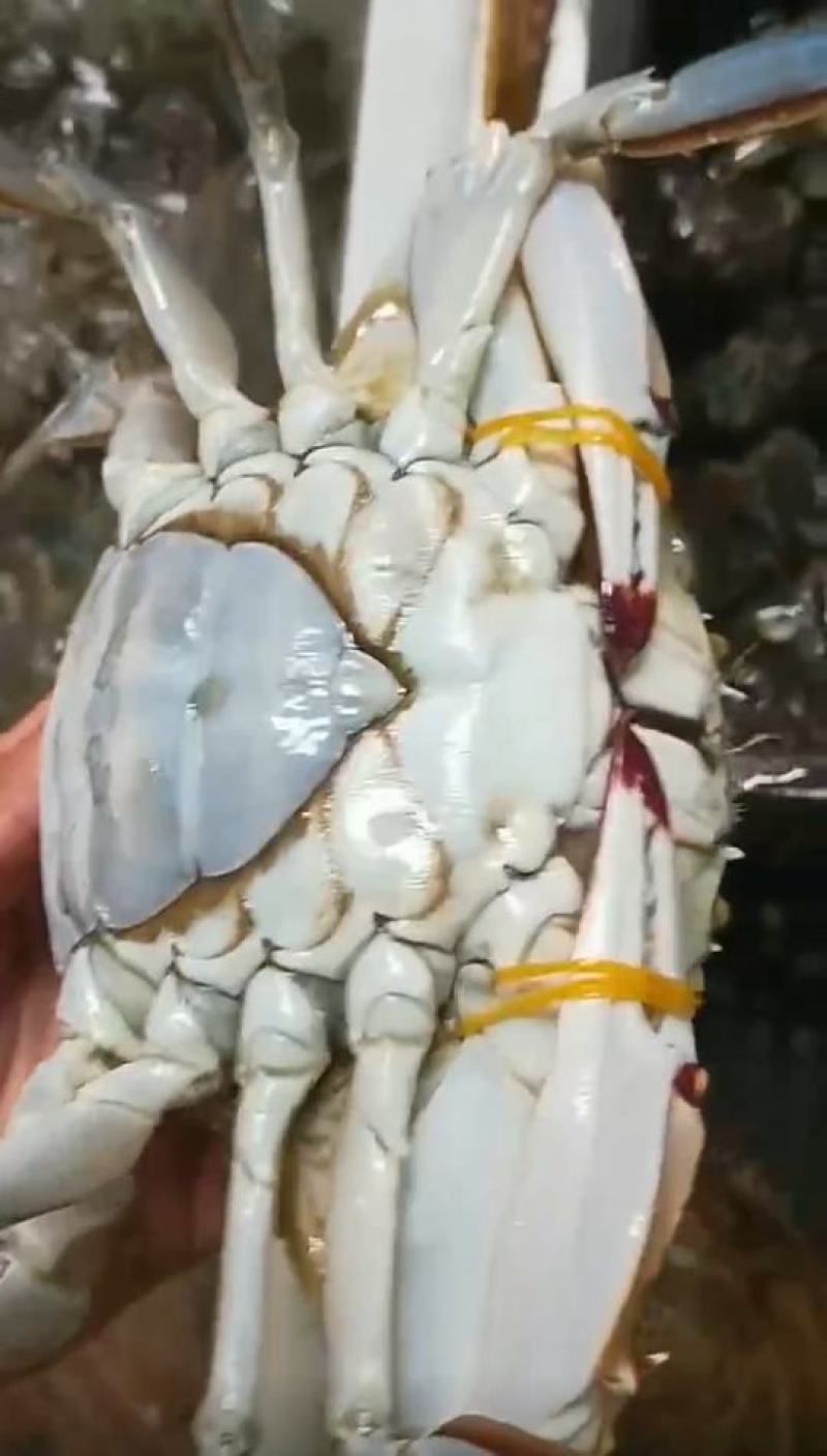 海蟹、梭子蟹。每天新鲜上岸，味道肥美鲜香