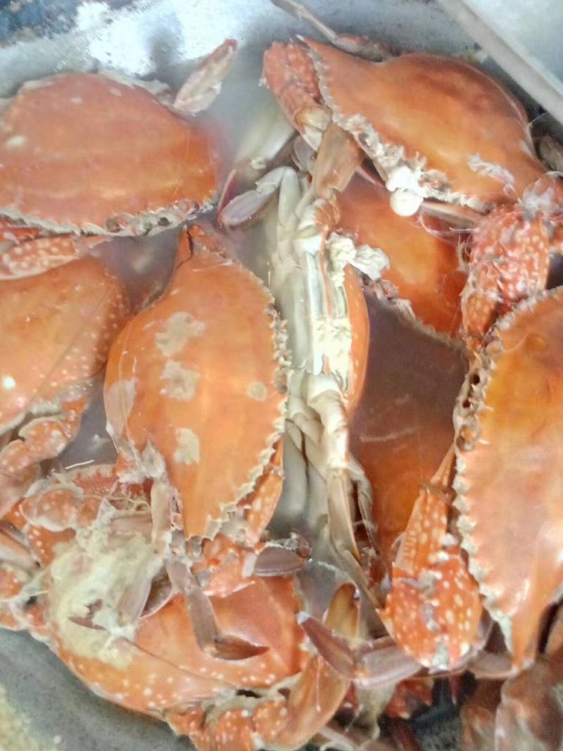 海蟹、梭子蟹。每天新鲜上岸，味道肥美鲜香