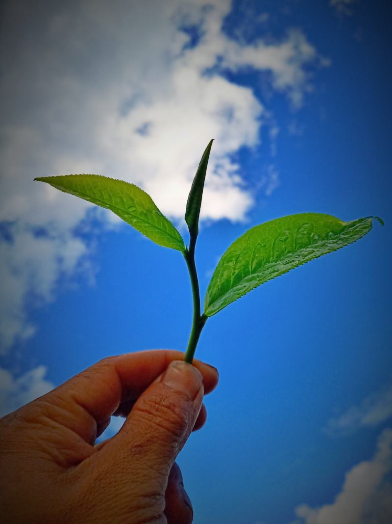 民族制茶，追求纯料。古树红茶