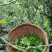 民族制茶，追求纯料。古树红茶
