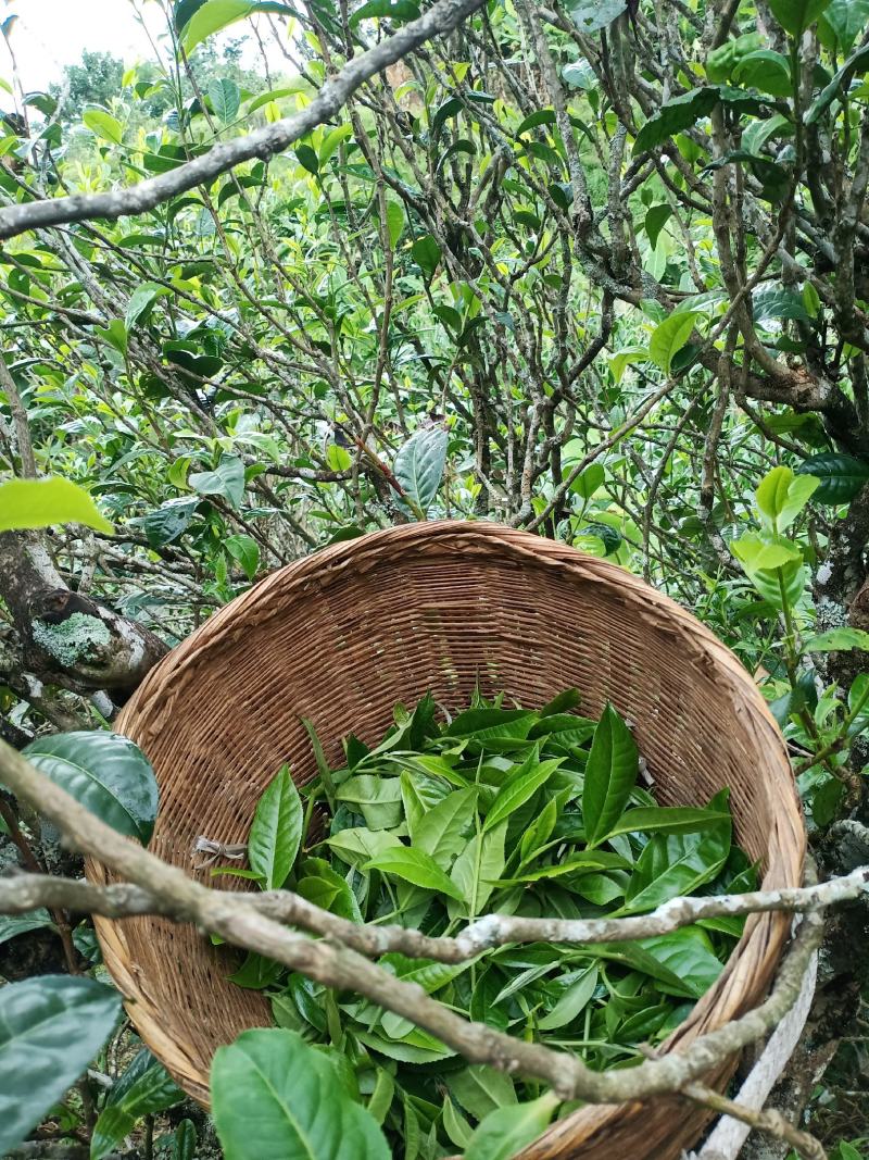 民族制茶，追求纯料。古树红茶