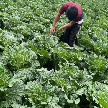天津绿叶白菜