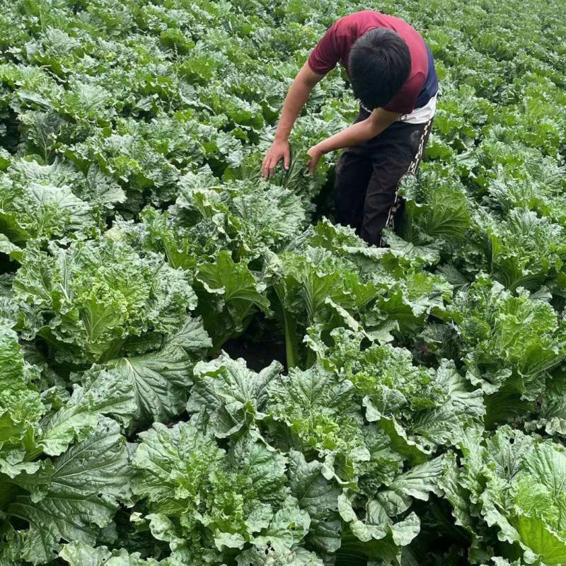 天津绿叶白菜