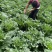 天津绿叶白菜