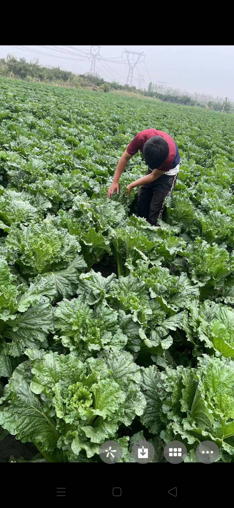 天津绿叶白菜