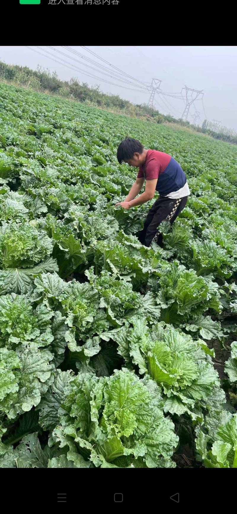 天津绿叶白菜