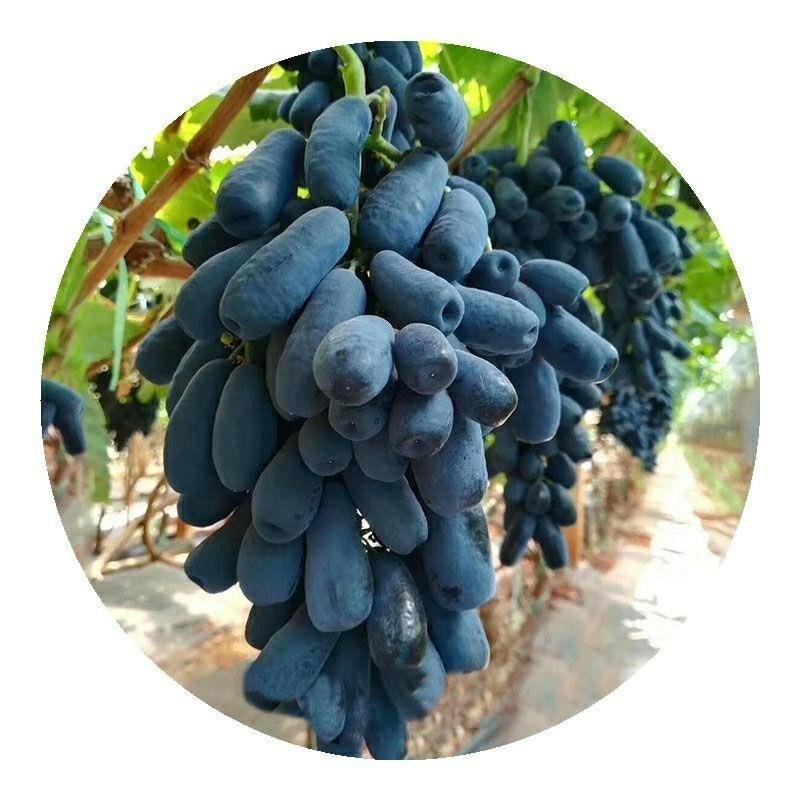 蓝宝石葡萄苗分载葡萄树巨峰夏黑庭院果树苗当年结果葡萄树苗
