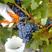 蓝宝石葡萄苗分载葡萄树巨峰夏黑庭院果树苗当年结果葡萄树苗