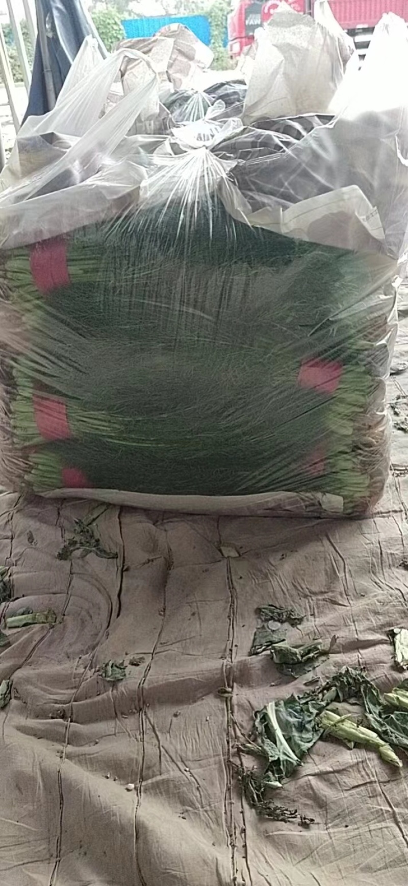 【热卖】茴香河北优质茴香一手货源，代办鲜货供应，量大优惠