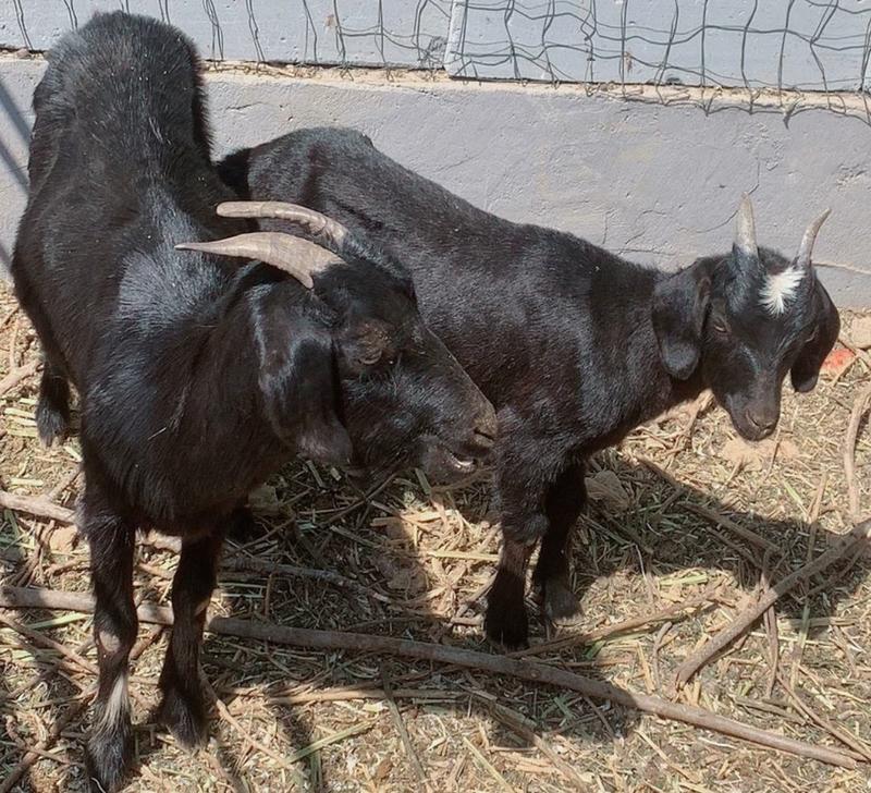 努比亚黑山羊种羊怀孕母羊包成活提供技术全国包邮一只也发货
