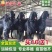 努比亚黑山羊种羊怀孕母羊包成活提供技术全国包邮一只也发货