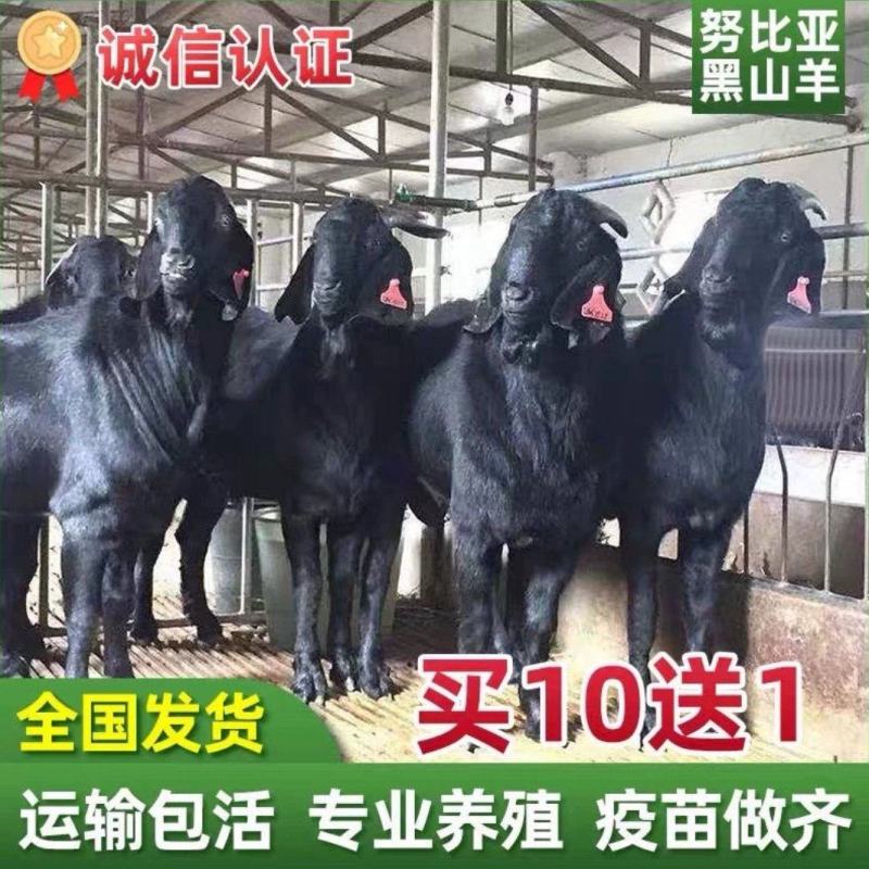 努比亚黑山羊种羊怀孕母羊包成活提供技术全国包邮一只也发货