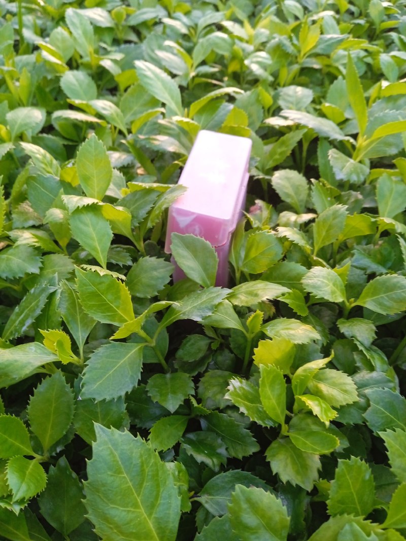 中药材苗，仔育草珊瑚苗
