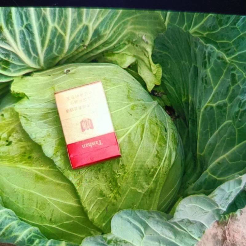 山东菏泽京丰一号甘蓝圆包菜平包鬼子白电商市场加工厂
