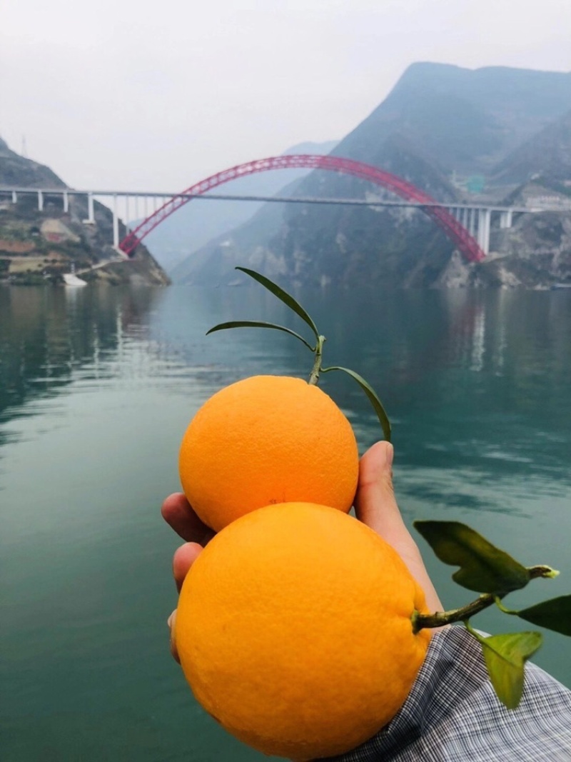 【鲜榨橙全年供应】秭归脐橙纽荷尔长虹中华红伦晚夏橙九月红
