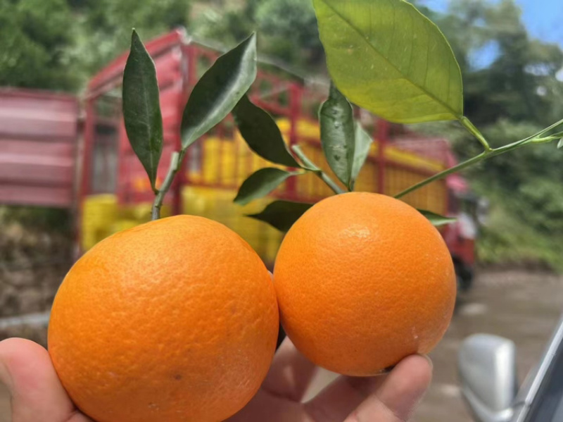 【鲜榨橙全年供应】秭归脐橙纽荷尔长虹中华红伦晚夏橙九月红