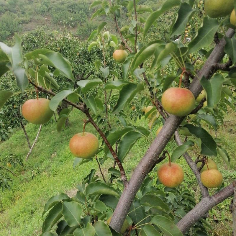 北镇山坡细皮苹果梨200~250g光果