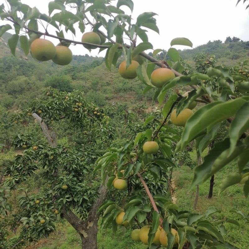 北镇产地精品苹果梨
