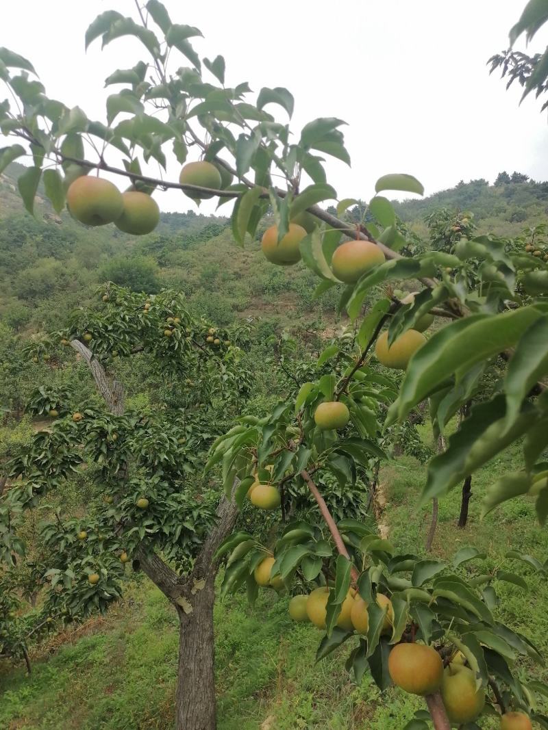 北镇产地精品苹果梨