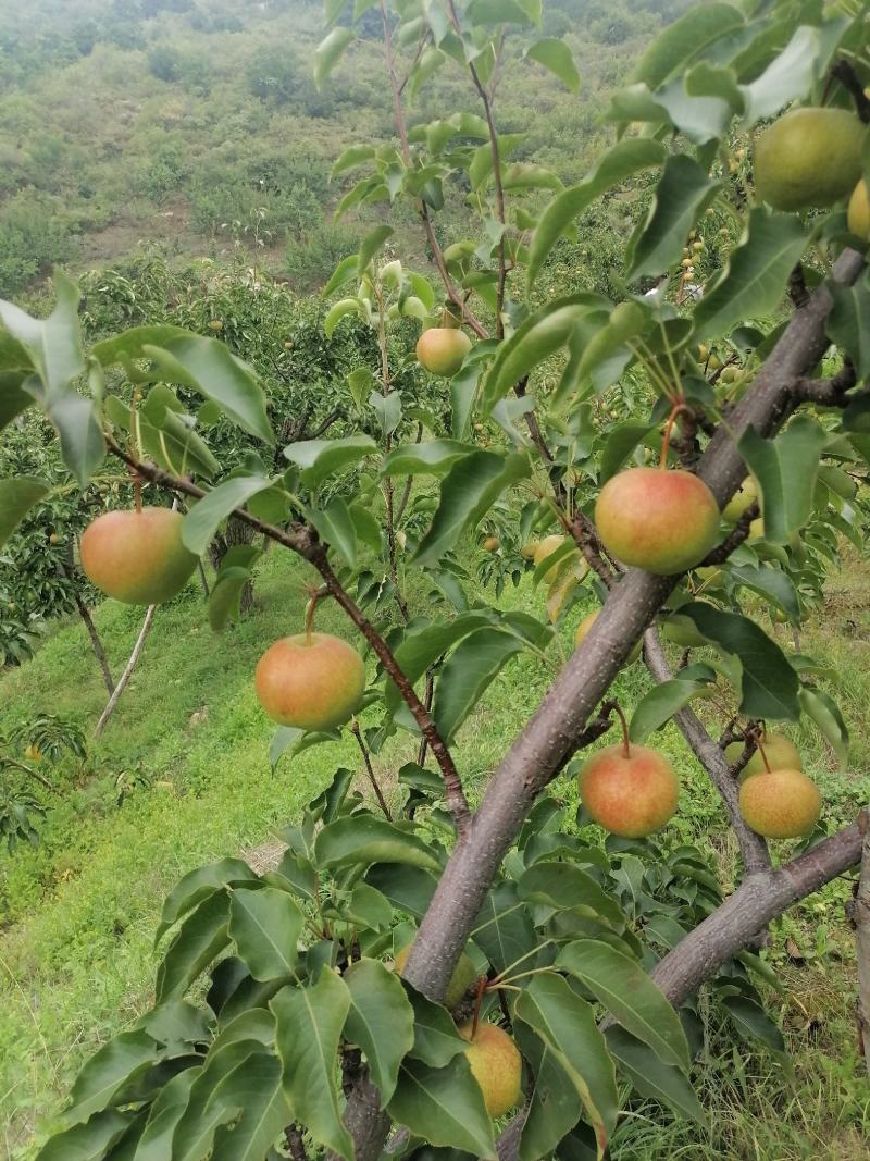 北镇产地精品苹果梨