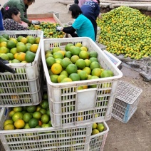 橙子，四川爱媛橙，基地直发，量大从优，精品一手货源