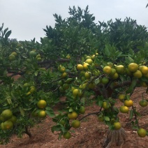 宜昌蜜橘，基地直采，大量上市，欢迎采购。