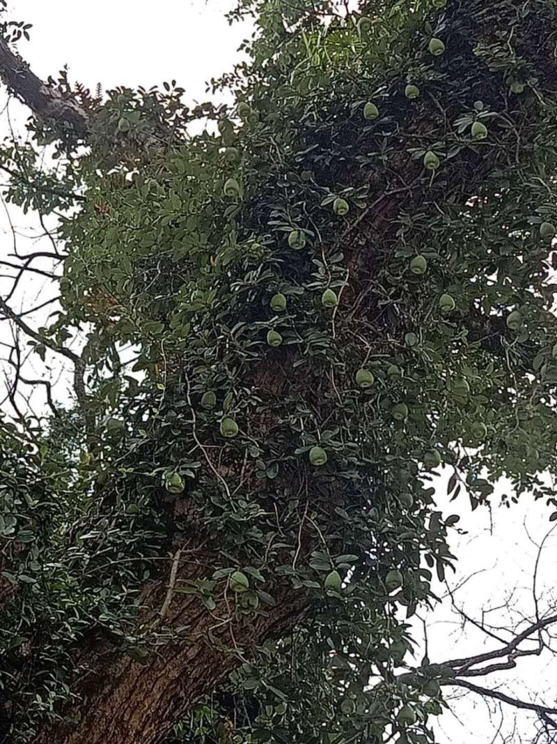霹雳果，凉粉籽，木莲果