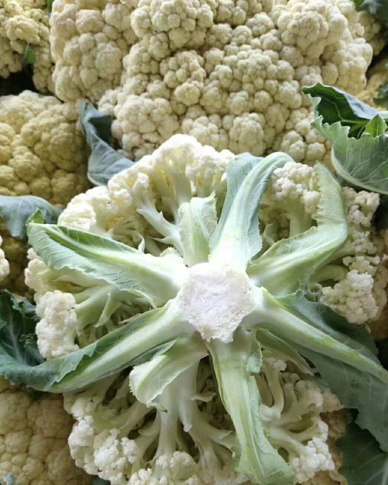 安徽宿州有机花砀山松花菜散花小米花产地直发