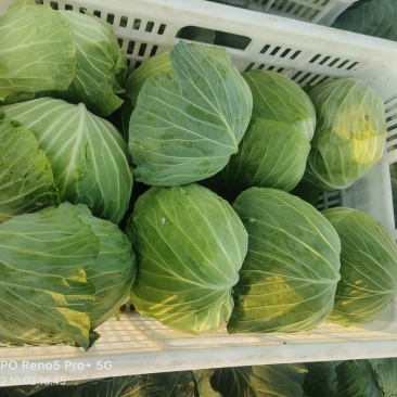 包菜