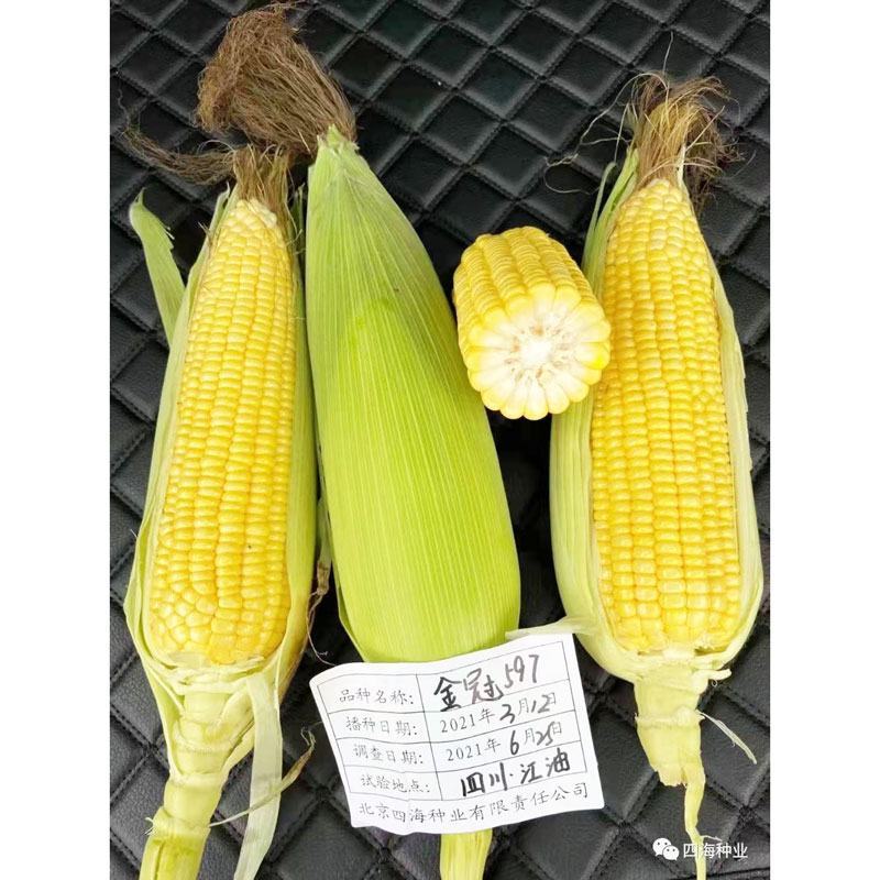 金冠597黄甜水果玉米棒子高产非转基因大棒超甜水果玉米种