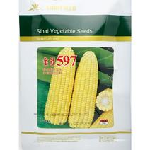 金冠597黄甜水果玉米棒子高产非转基因大棒超甜水果玉米种