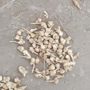 万亩沙土洋姜，保证质量信义第一，单个独头欢迎各位新老客户