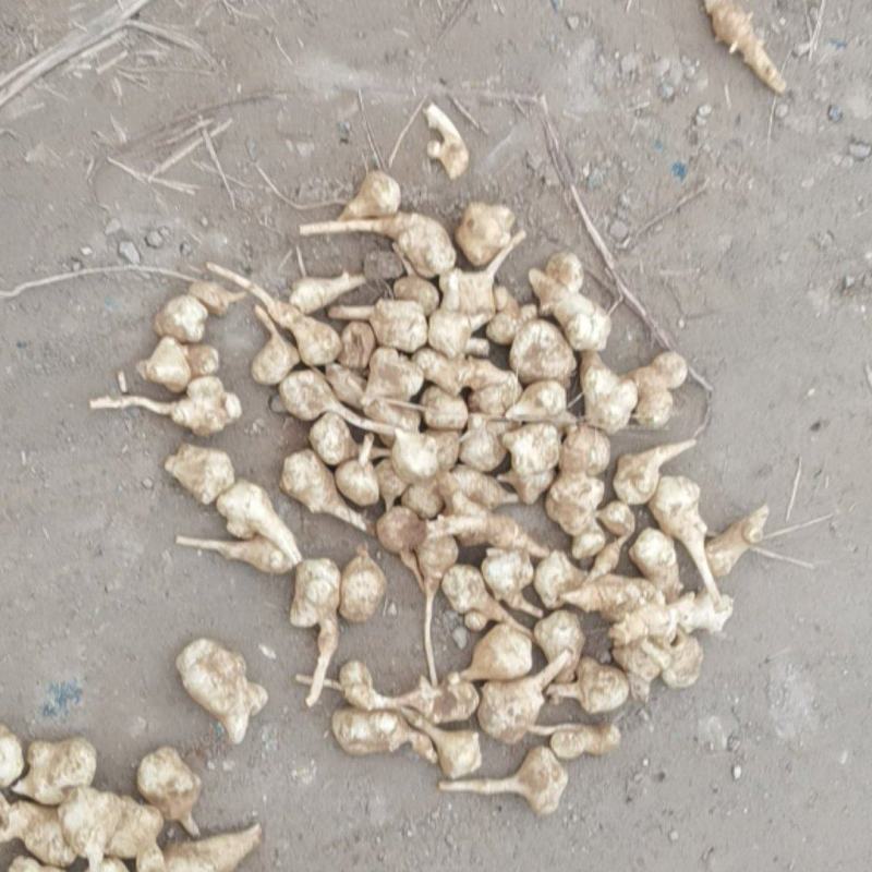 万亩沙土洋姜，保证质量信义第一，单个独头欢迎各位新老客户