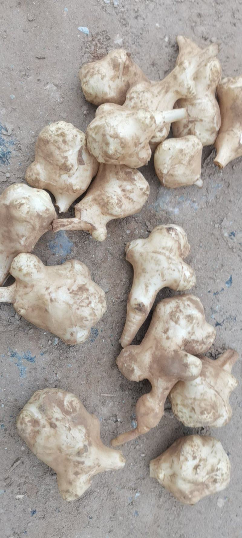 万亩沙土洋姜，保证质量信义第一，单个独头欢迎各位新老客户