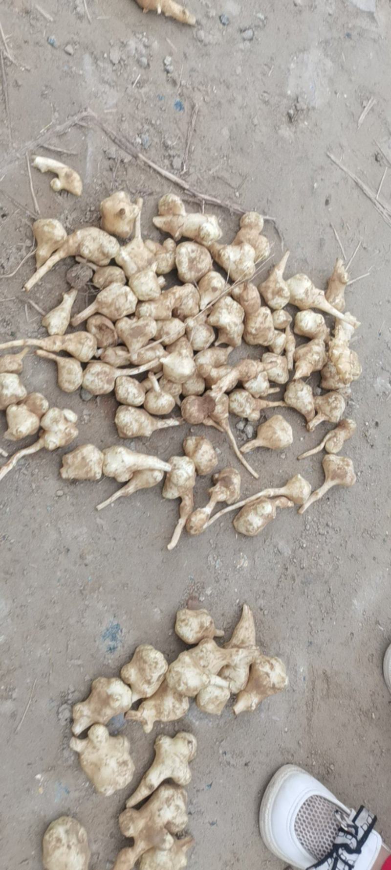 万亩沙土洋姜，保证质量信义第一，单个独头欢迎各位新老客户