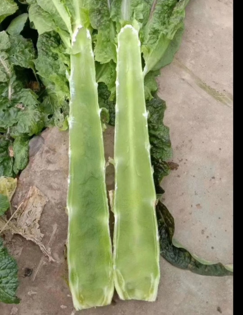 热卖大量供应三青莴笋，产地直发，代发全国各地