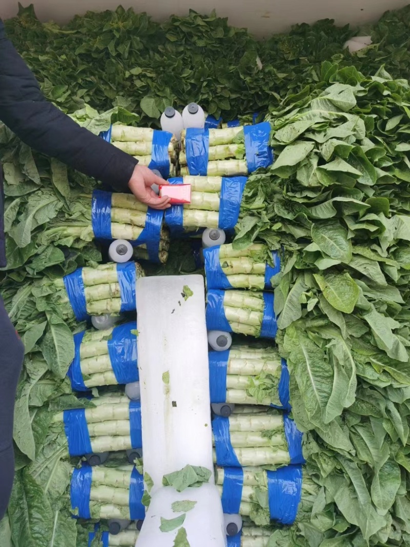 热卖大量供应三青莴笋，产地直发，代发全国各地