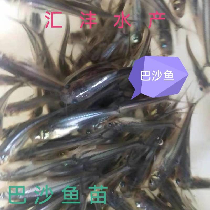 巴沙鱼苗，淡水巴沙鱼苗，量大从优品质保证全国发货！