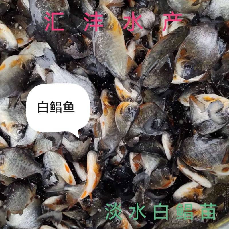 淡水白鲳鱼苗量大从优技术支持全国发货！