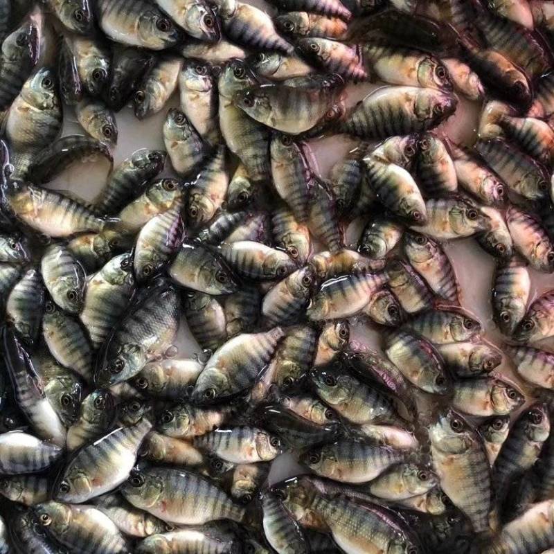 罗非鱼苗广东罗非鱼苗，脆肉罗非鱼，量大从优，全国发货！