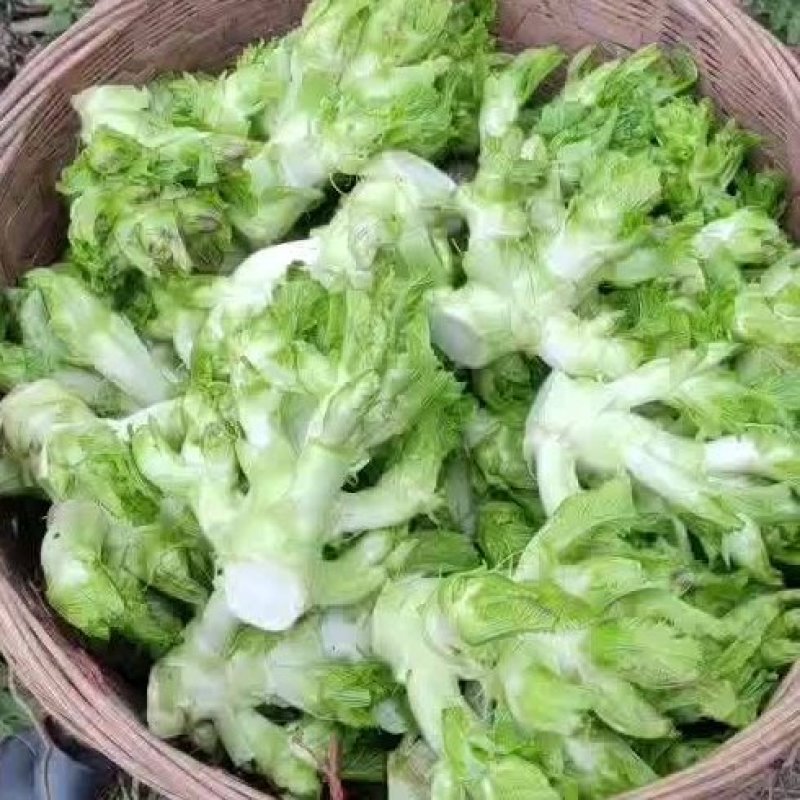 儿菜预售开启
