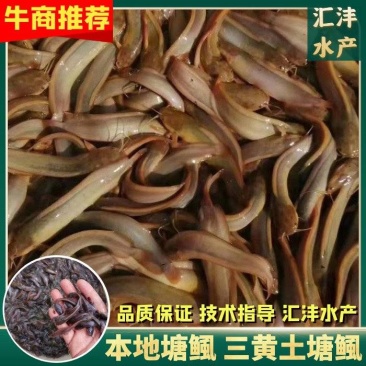 本地塘鲺三黄土塘鲺塘角鱼货源足,全国发货!