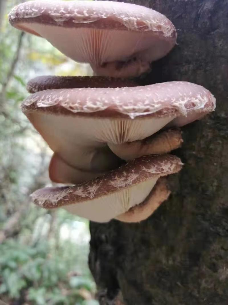 马桑菌，野香菇