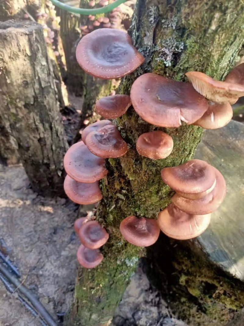 马桑菌，野香菇