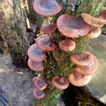 马桑菌，野香菇